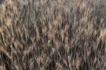 Mature wheat crop in a summer field, fully developed and ready for harvesting. A key stage in food production and grain farming cycle.