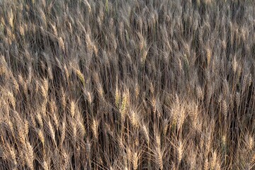 Close-up of golden ears of ripe wheat in farmland at sunset in summer