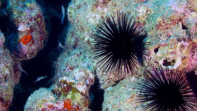 Underwater view of sea urchins on coral reef with colorful marine life, an ocean scenery