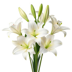 white lily isolated on white