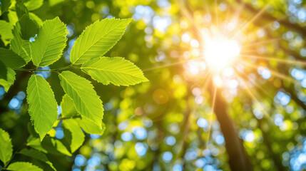 A leafy tree with a bright sun shining through the leaves