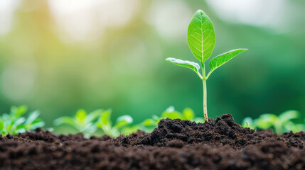 A small green plant is growing in the dirt