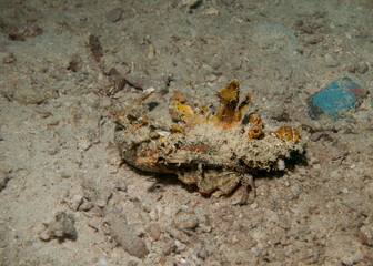Indian Ocean Walkman Scorpionfish 