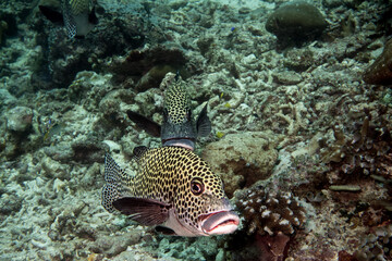 Oriental Sweetlips in Sipadan Island, Malaysia 