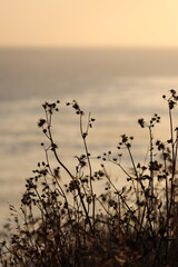 Golden sunset over Palos Verdes Cliffs with waves, rocky shores, wild grasses, and dramatic...
