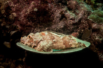 Scorpionfish lying on coral 