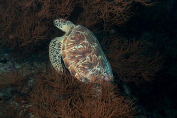 Sea turtle resting on coral