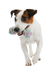 Cute dog playing with toy on white background. Lovely pet