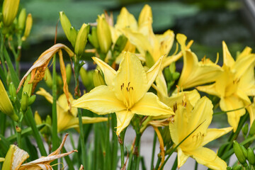 ヘメロカリス「ハドソンバレー」　Daylily 'Hudson Valley'