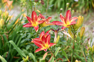 ヘメロカリス「シカゴカーディナル」　Daylily  'Chicago Cardinal'
