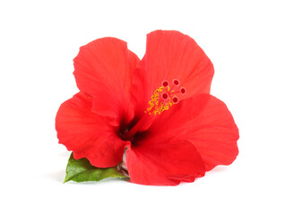 Beautiful red hibiscus flower with green leaf isolated on white