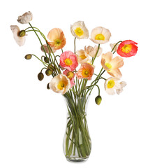 Bouquet of beautiful poppy flowers isolated on white