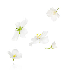 Obraz premium Beautiful jasmine flowers flying against white background