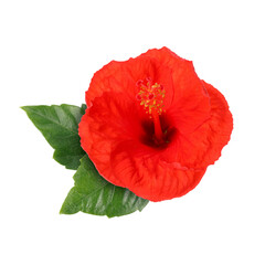 Beautiful red hibiscus flower with green leaves on white background
