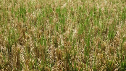 Dry field after harvest, the dangers of drought and crop failure, and food scarcity, unsustainability environment


