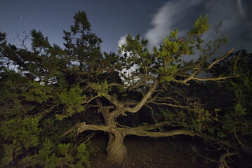 Russia, Novy Svet. Bizarre curves of relict juniper trees on the night cliffs of the Black Sea at...