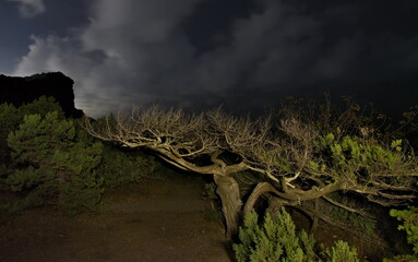 Russia, Novy Svet. Bizarre curves of relict juniper trees on the night cliffs of the Black Sea at...
