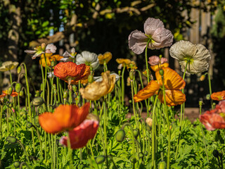 Multi Colored Field Of Poppies