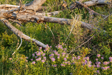 Beebalm wildflower patch