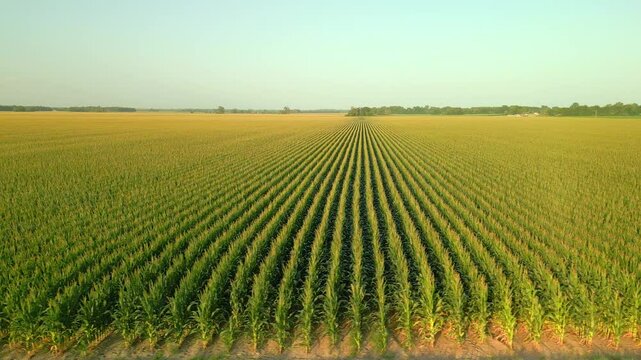 Green cornfield at sunset in golden hour, background