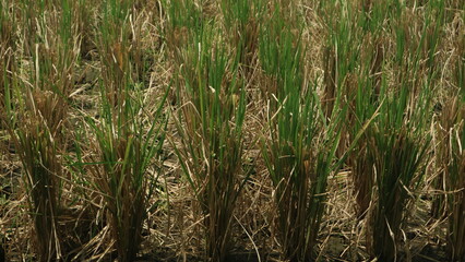 Dry field after harvest, the dangers of drought and crop failure, and food scarcity,...