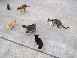 A group of various colored cats eating, domestic animal