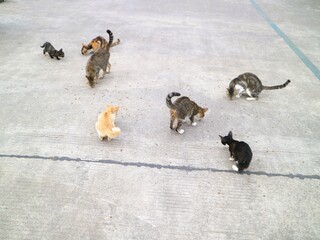 A group of various colored cats eating, domestic animal
