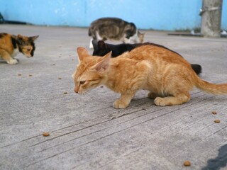 A group of various colored cats eating, domestic animal