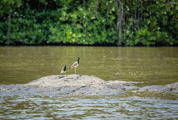 Two red wattled lapwings standing on river rock together