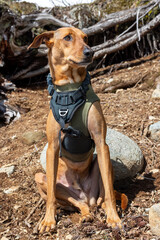 Dog Resting while hiking