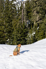 Dog waiting in snowy forest