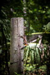 Red throat lizard on fence pole