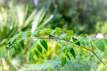 Dragonfly resting in forest