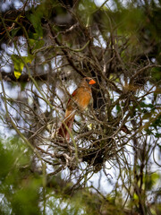 Cardinal resting in trees, Florida