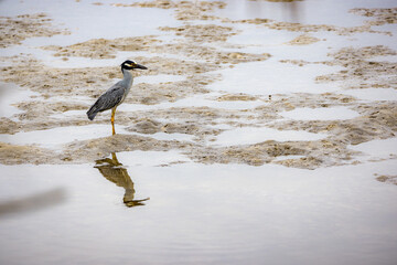 Crabs hunting in Florida wetlands