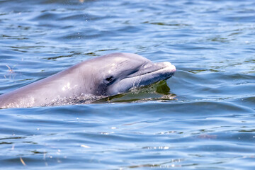 Bottlenose Dolphin swimming in Florida