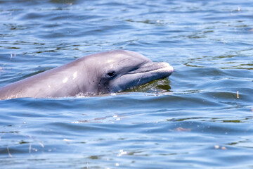 Wild bottlenose dolphin swimming in ocean