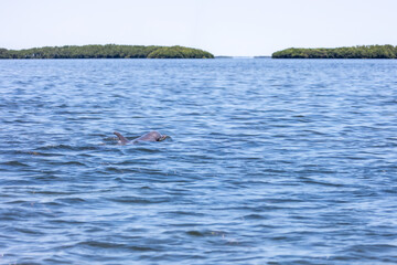 Dolphin heading out to deeper water