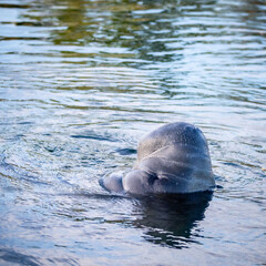 Manatee swimming on back