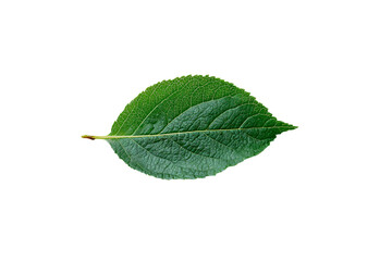 Obraz premium 3D Render a leaf with a green center on a white background