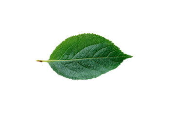 3D Render a leaf with a green center on a white background