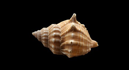 Obraz premium Intricate Natural Seashell Isolated on Black Background Showing Spiral Texture and Earthy Tones