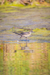 Shoreline is full of birds in morning light