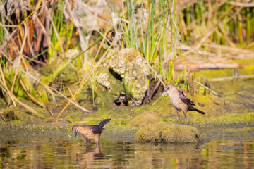 Birds foraging along waters edge
