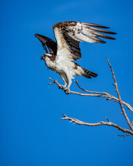 Osprey about to take flight from branch of tree