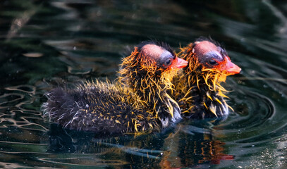 Baby Coots