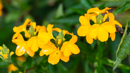 A close-up of vivid yellow flowers amidst green leaves, displaying their delicate petals