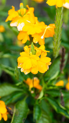 A cluster of bright yellow flowers with green foliage, featuring prominent petals
