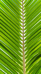 A striking close-up of a vibrant green palm frond, highlighting its symmetrical pattern