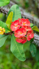 A vibrant cluster of red and yellow Crown of Thorns flowers with green leaves